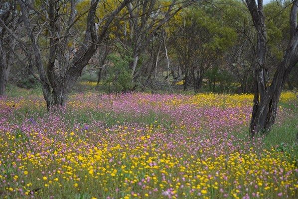 Wildflowers - Pink Yellow Everlastings