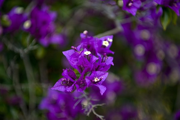 Wildflowers - purple
