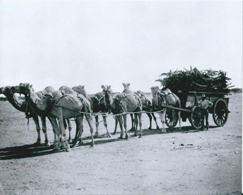 History - Camels