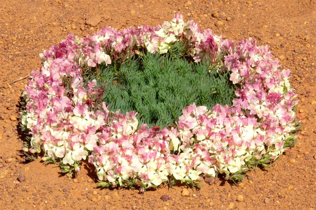wreath flower