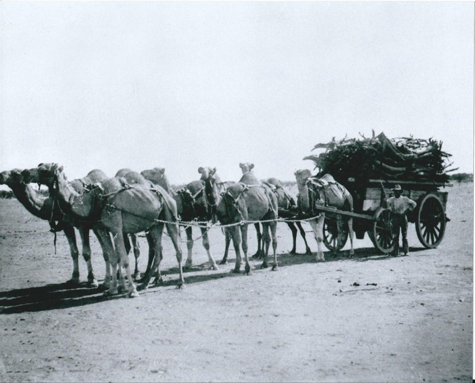 Camel Train