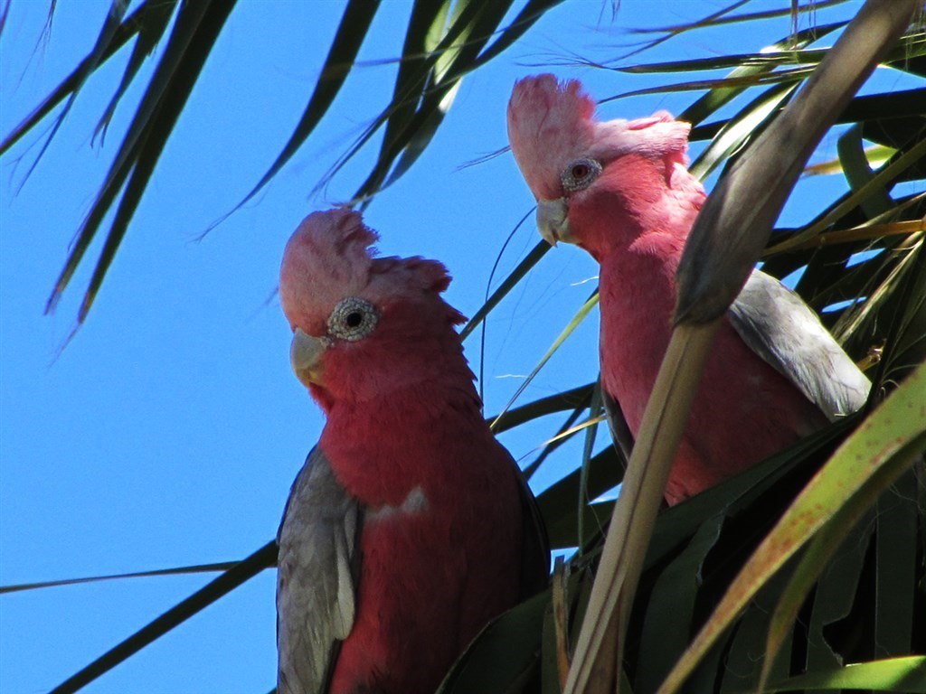 galahs