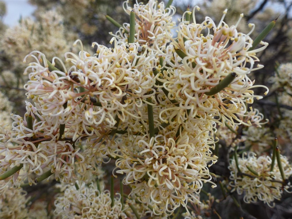 Melucea flower