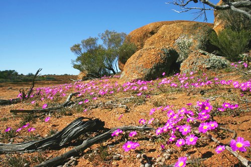 Ninghan wildflowers