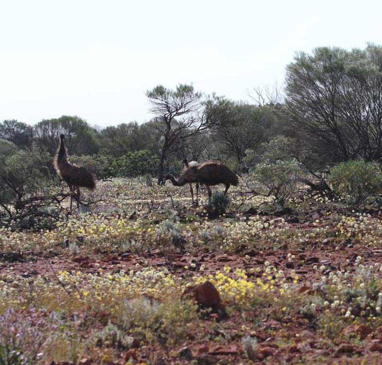 emus