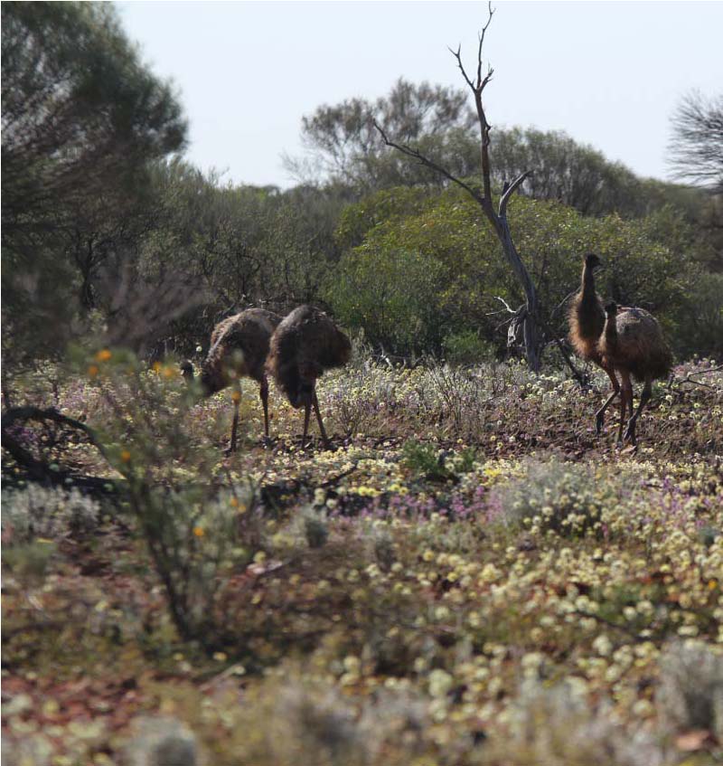 emus