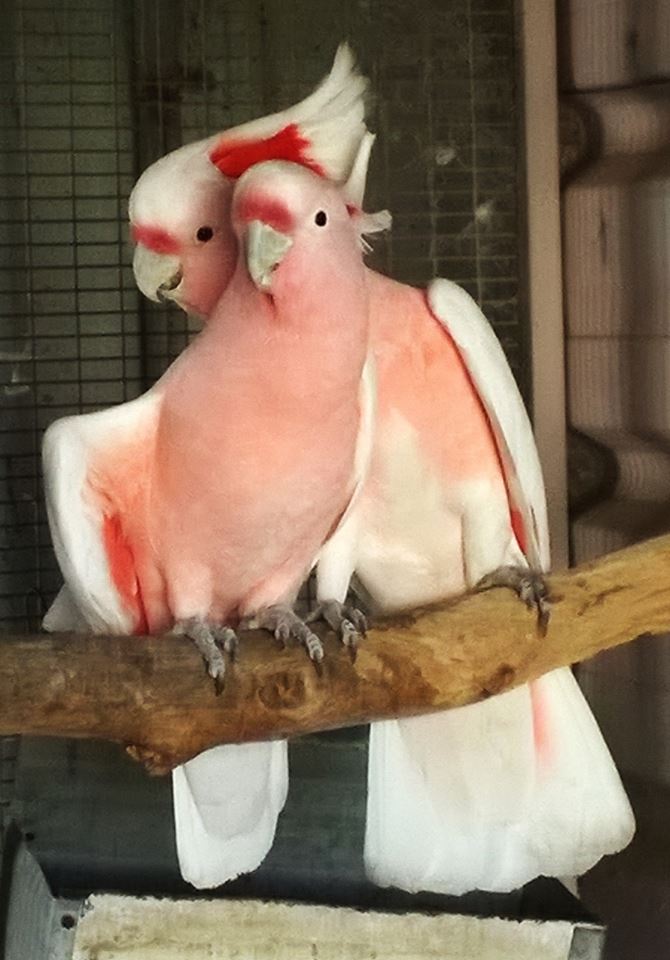 galahs