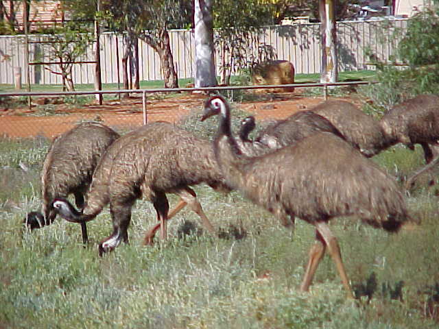 emus