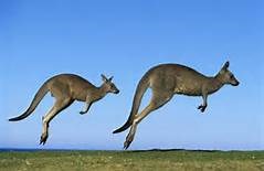 kangaroos