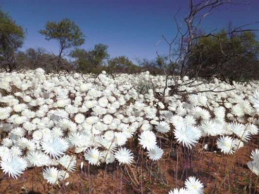 Wildflowers - White Everlasting Daisys