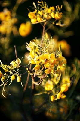 Wildflowers - wildflowers yellow